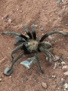 Tarantula!